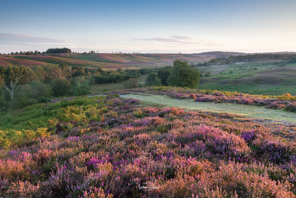 Rockford Common, Heather as far as you can see...